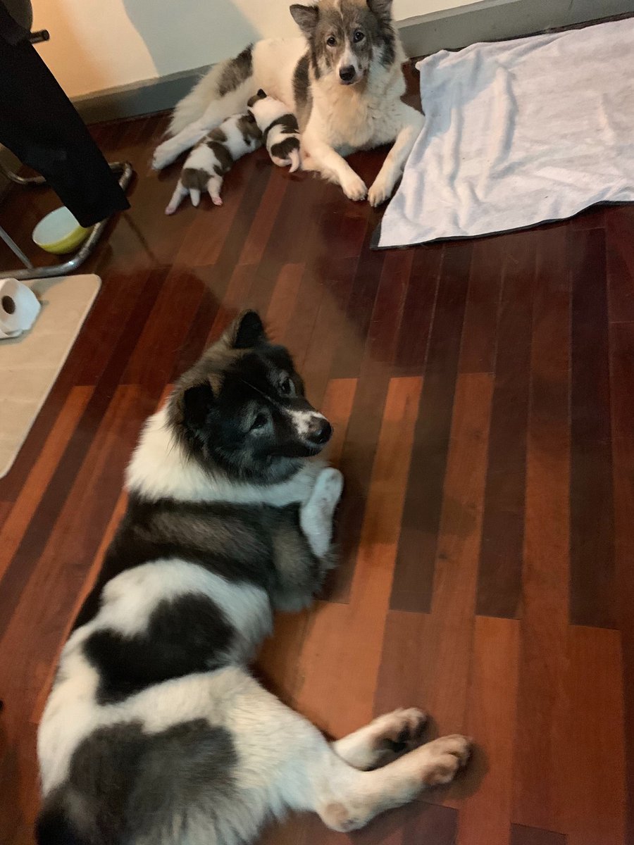 🦝RAC FM Spaces🦝 racfm.org tweet media