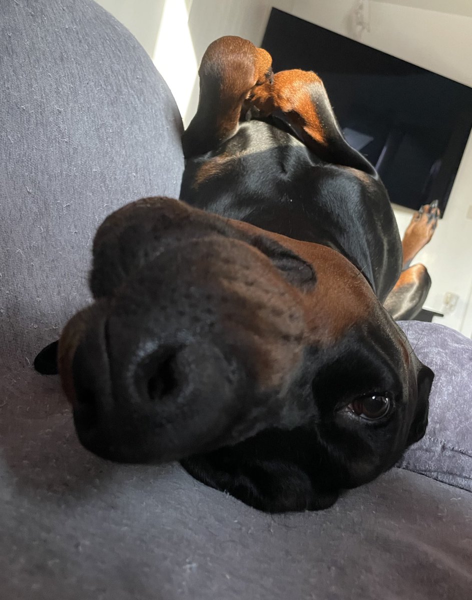 Nervbacke Ares (von und zu Dana immer im Herzen) tweet media