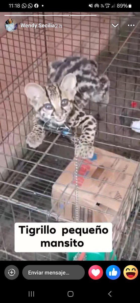 Dame Tu Pata 🇸🇻 tweet media