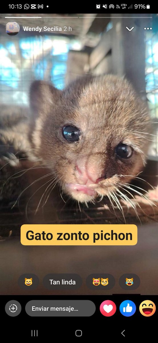 Dame Tu Pata 🇸🇻 tweet media