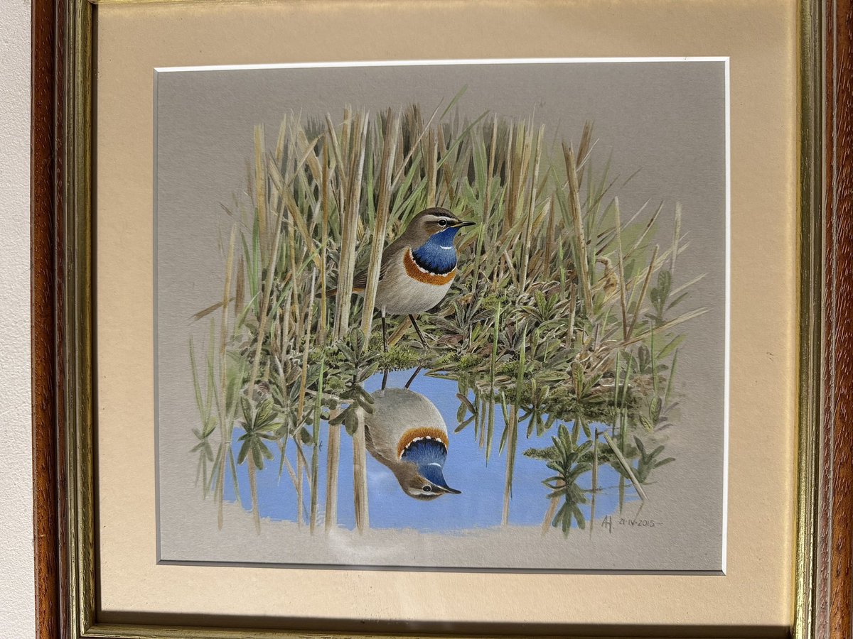 Jay Ward Wildlife Photography tweet media