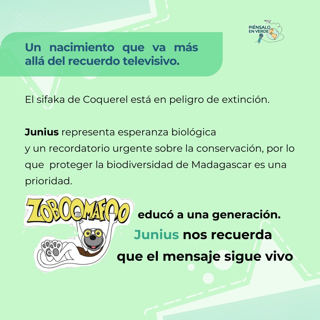 Nació Junius, un lémur sifaka de Coquerel en el Duke Lemur Center. No es un nacimiento cualquiera: su linaje conecta con la historia de Zoboomafoo. 🐾 Junius es bisnieto de Jovian, el lémur que inspiró al icónico personaje de la serie creada por los hermanos Kratt en los años 90.