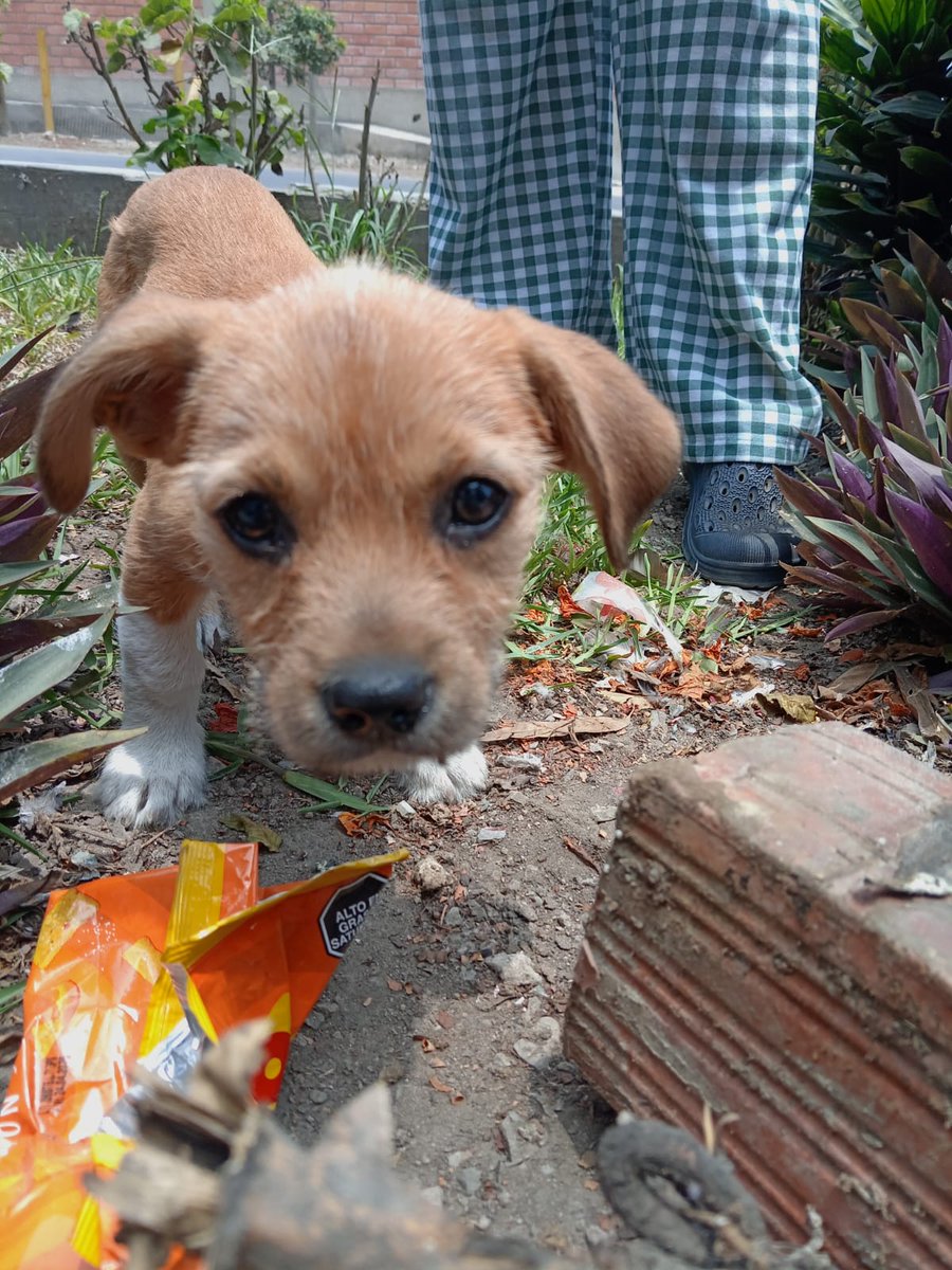 Perrito abandonado en un parque probablemente tenga dos meses . Se necesita urge te temporal o adopción. Compartan por favor es urgente 934330566 para información