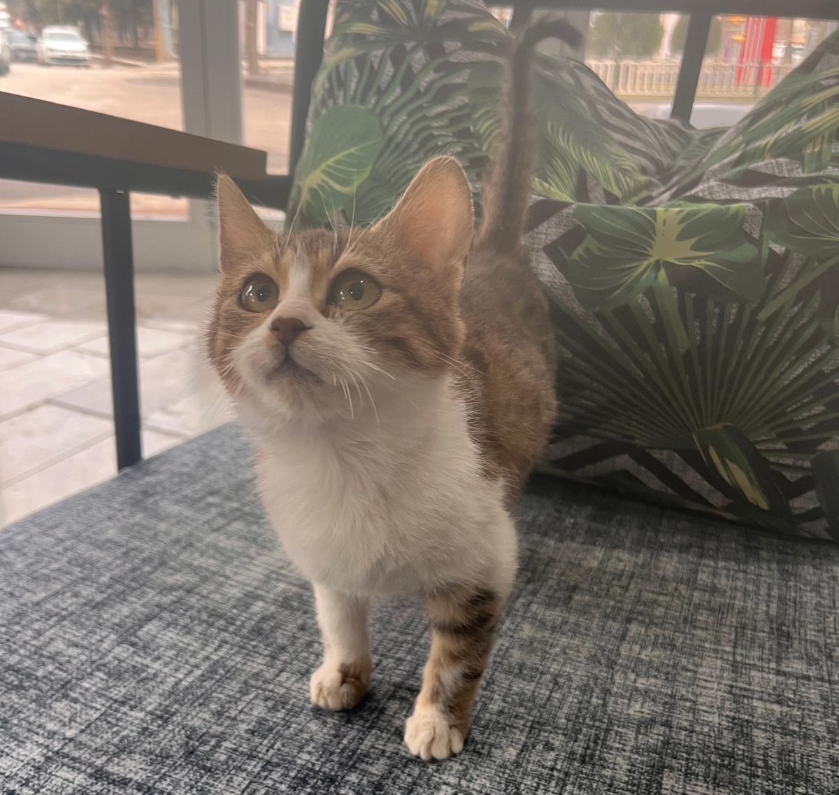 cucekedykofte's tweet image. CÜCE KEDİ ALARMI 
dikkat fazla tatlılık içerir 

Bu yavrumuz klinikte doğup büyüdü. Maalesef doğuş itibariyle cüce olarak kaldı. Klinikte kalması sağlığı için iyi değil. Dışarıda da yapamaz. Yuvasını açmak isteyen olur mu? 7 aylık erkek kedi  

📍Afyonkarahisar