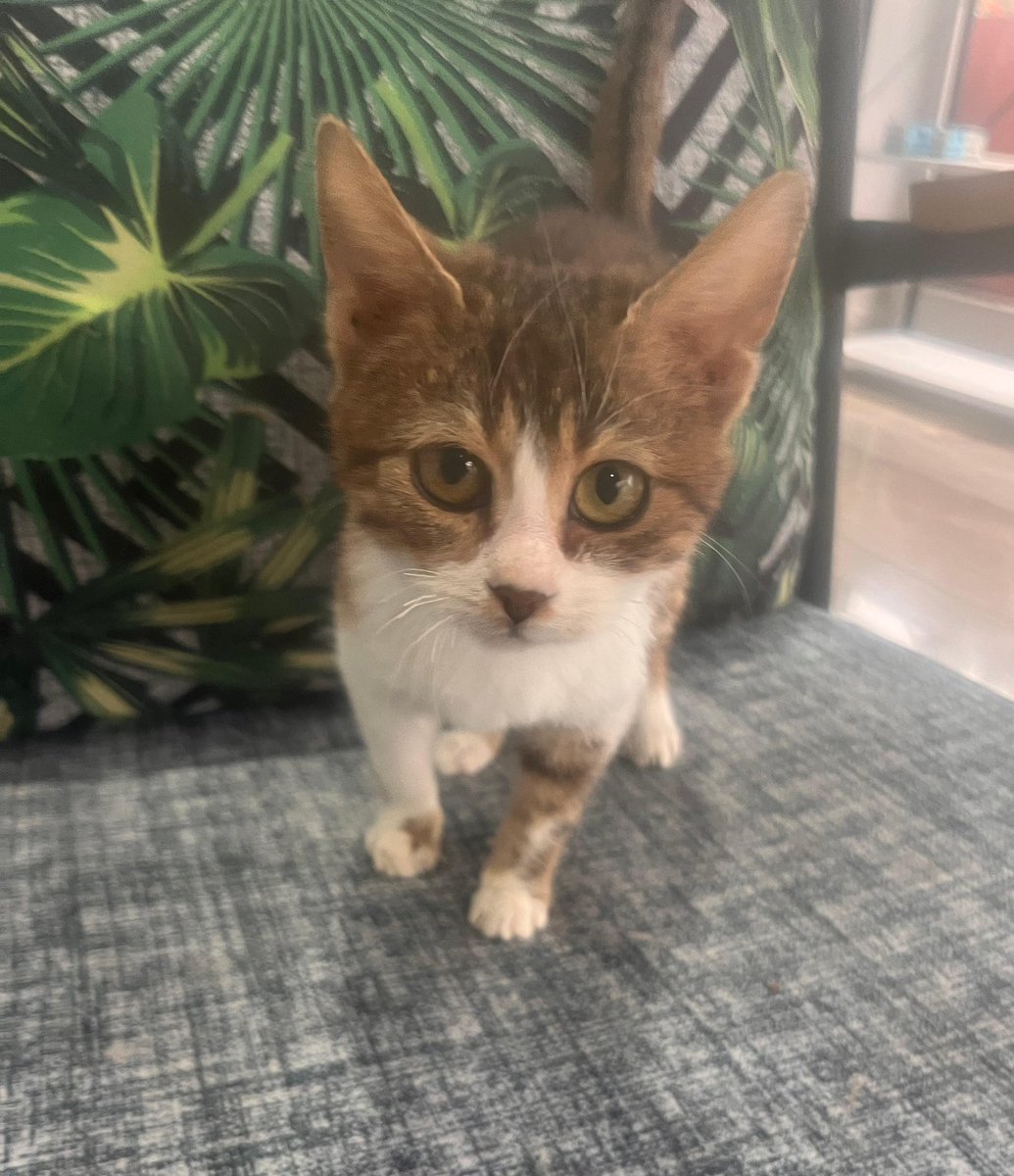 cucekedykofte's tweet image. CÜCE KEDİ ALARMI 
dikkat fazla tatlılık içerir 

Bu yavrumuz klinikte doğup büyüdü. Maalesef doğuş itibariyle cüce olarak kaldı. Klinikte kalması sağlığı için iyi değil. Dışarıda da yapamaz. Yuvasını açmak isteyen olur mu? 7 aylık erkek kedi  

📍Afyonkarahisar