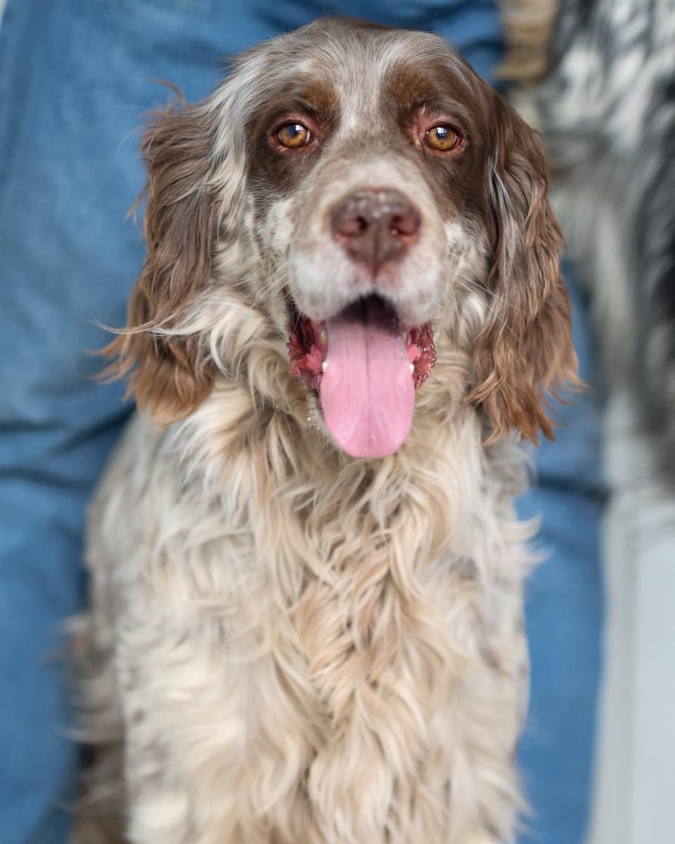 #BIZKAIA 
Setter macho de 8 años. Es un perro sociable, muy cariñoso y con un carácter estupendo. 

Se lleva genial con otros perros y con niños, y es de esos perros que disfrutan mucho de la compañía humana.

Es además un buen comilón, algo que facilita mucho el manejo y el