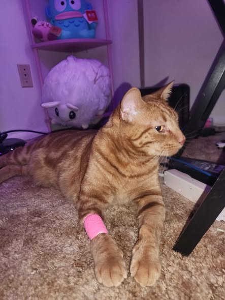 MothBalls tweet media