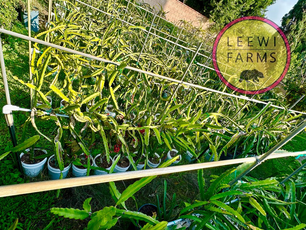 leewifarms's tweet photo. Leewi Farms is in full swing. Nutrient-rich feedings, strong growth, and SoCal temps nearing 80° next week. We’re transplanting vigorous hybrid cross seedlings into larger spaces so they can thrive. Grateful for the sunshine and steady growth ahead. https://t.co/pb5RnoWVyk