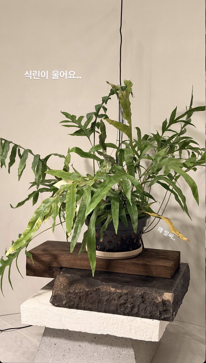 BTSgreenhouse's tweet image. Taehyung: Blue Star fern/Phlebodium aureum

TAEHYUNG DM ME LET ME HELP YOU