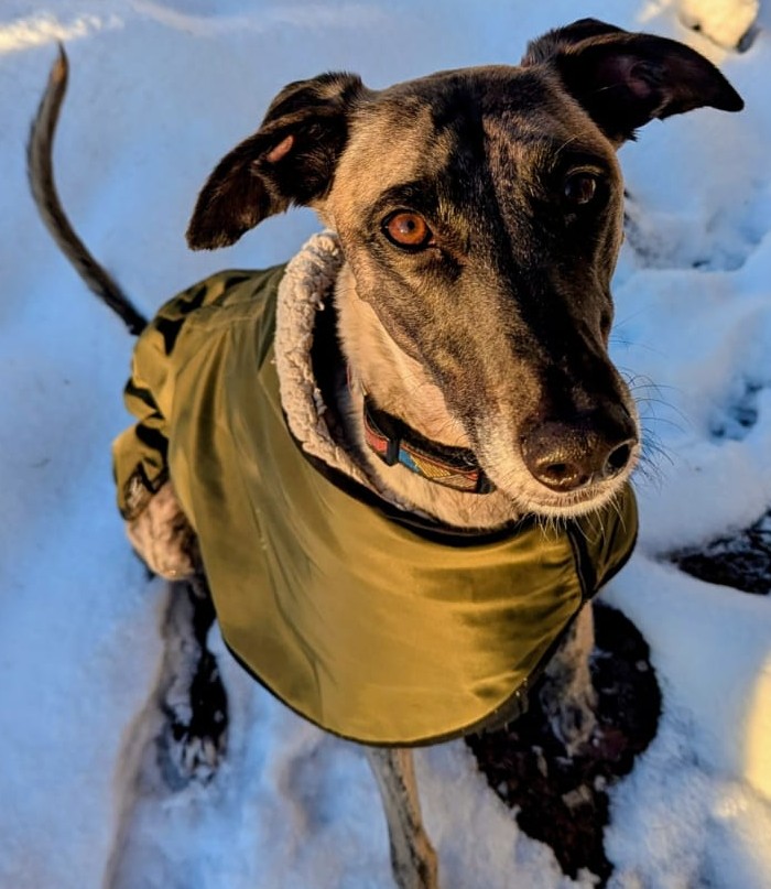 Blue Cross UK tweet media