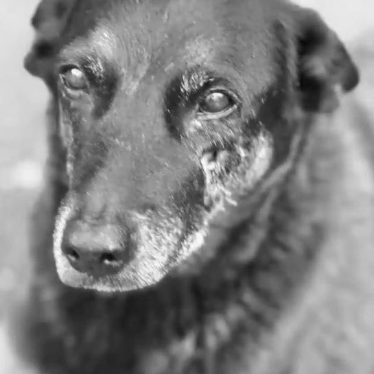 poponze's tweet image. QUEREMOS JUSTIÇA! Um cão de rua chamado “Orelha”, cuidado por moradores de Santa Catarina há 10 anos, morreu após ser esp*ncado por 4 adolescentes.