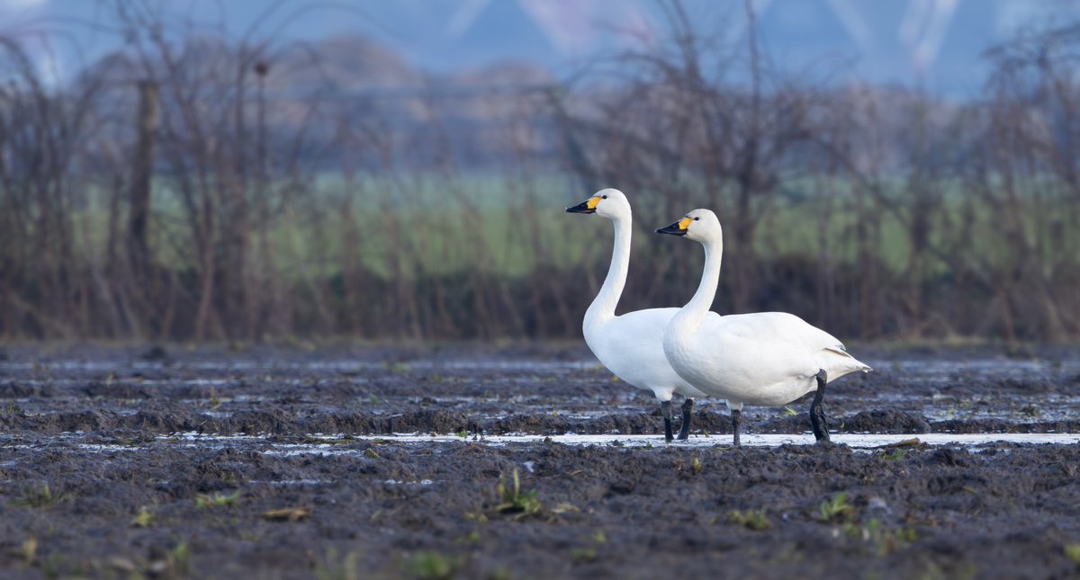 Some extra bits from a few days spent on Texel. If you’re looking for a short winter’s break away in Europe, I highly recommend.
[Shore Lark, Black Brant, Tundra Bean Geese and Bewick’s Swans]
