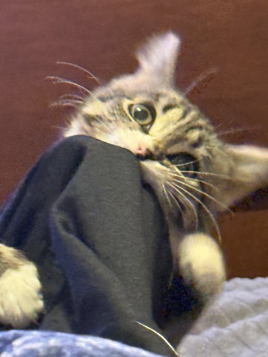 MoonSta_4's tweet photo. 恐ろしい獣
#cat https://t.co/FDNjc8nJNR