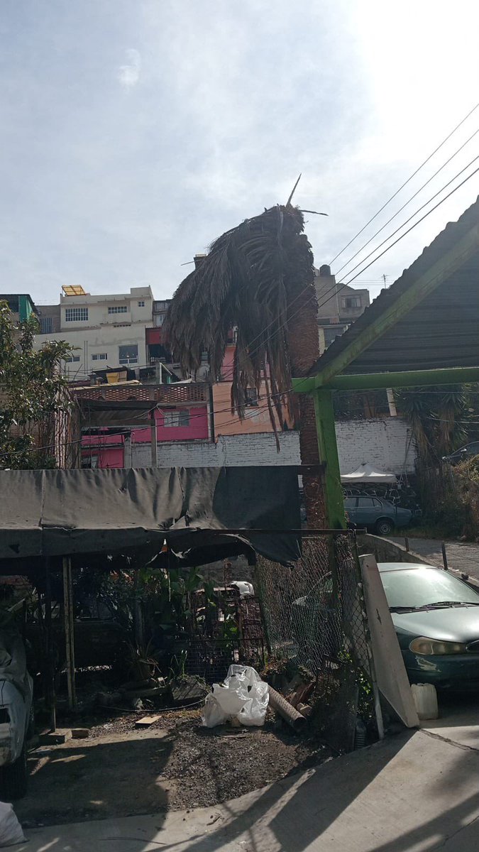 Urge apoyo y orientación para quitar esta palmera seca ubicada en Tarango 231, Colonia las Águilas. 

¡Es un riesgo para los vecinos y transeúntes de la zona! <a href="/AlcaldiaAO/">Alcaldía Álvaro Obregón</a> <a href="/PAOTmx/">PAOT</a> <a href="/SEDEMA_CDMX/">Secretaría del Medio Ambiente</a>