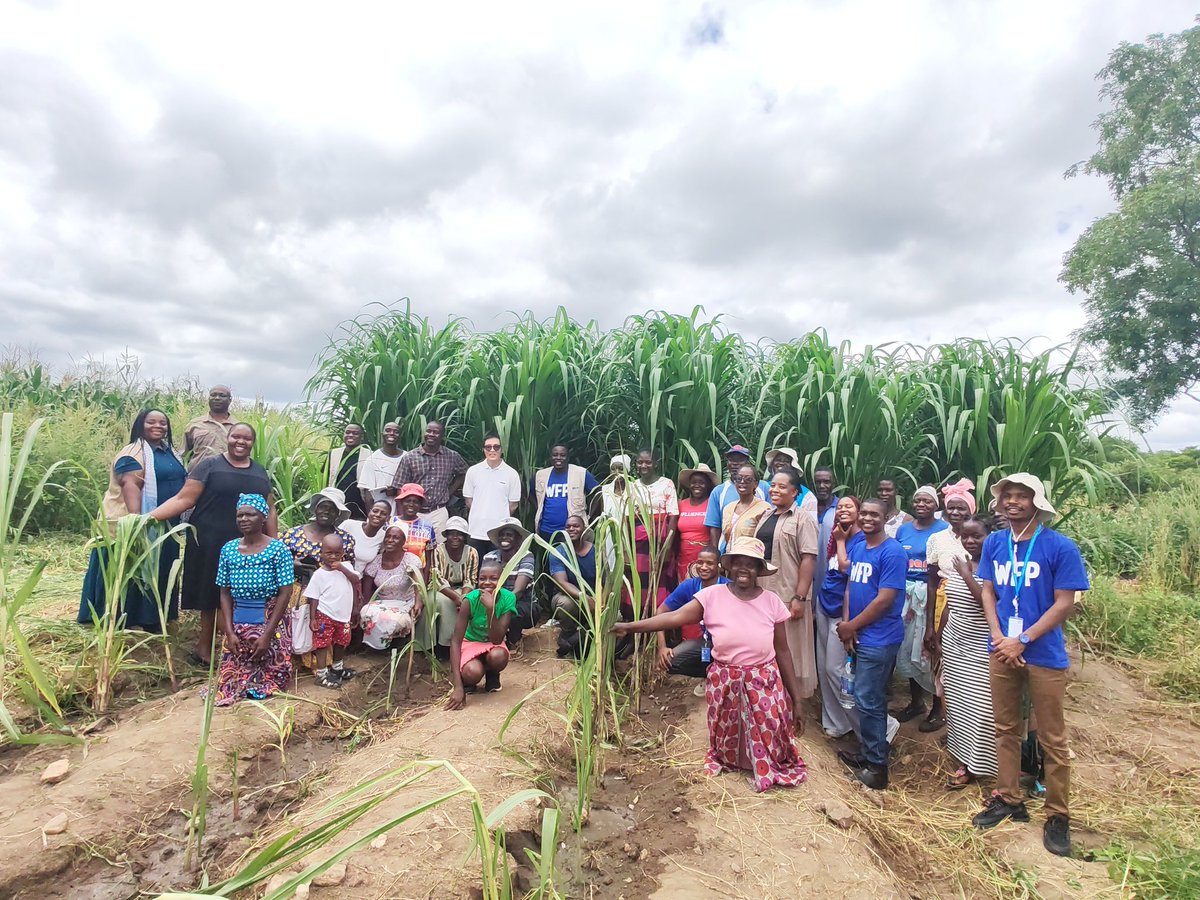 CHINA-AID JUNCAO TECHNOLOGY PROJECT IN ZIMBABWE tweet media