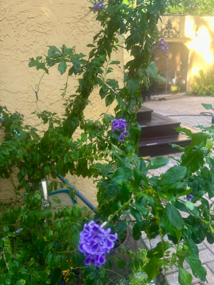 I like my ice in a cocktail, not in the forecast.
Sending thoughts to folks in 34 states managing freezing temps.
Just days ago, Florida sunshine had me in the yard in Pineapple Park. Talk about a plot twist!
These pics won’t warm the air, but maybe they’ll warm your mood.