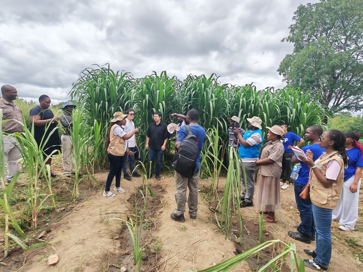 CHINA-AID JUNCAO TECHNOLOGY PROJECT IN ZIMBABWE tweet media