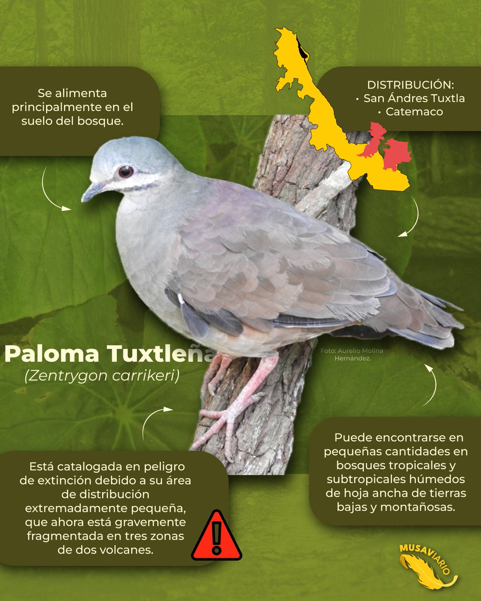 MuseodelasAves's tweet image. Conoce más sobre la Paloma Tuxtleña ✨

𝙼𝚄𝚂𝙴𝙾 𝙳𝙴 𝙻𝙰𝚂 𝙰𝚅𝙴𝚂 𝙳𝙴 𝙼É𝚇𝙸𝙲𝙾
𝙲𝙾𝙽𝙾𝙲𝙴𝚁 𝙿𝙰𝚁𝙰 𝚅𝙰𝙻𝙾𝚁𝙰𝚁 𝚈 𝙲𝙾𝙽𝚂𝙴𝚁𝚅𝙰𝚁
#aves #musave #birds #museo #saltillo #musaviario #palomatuxtleña #Veracruz