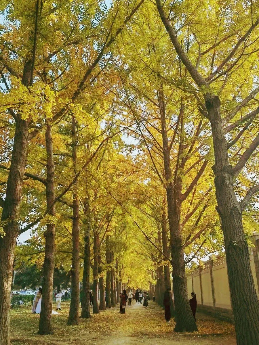 KotkarUdhav's tweet photo. 【秋意渐浓】风里开始有桂香啦，出门记得加件薄外套，落叶踩上去沙沙响的快乐谁懂～ https://t.co/DHkM8bfQyr