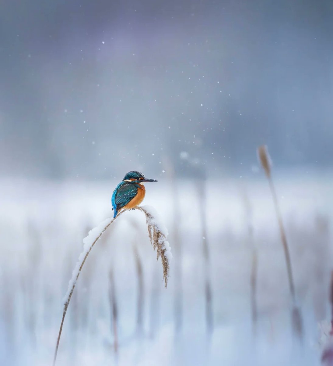 Monica85198503's tweet image. “Patience is an integral part of talent.”

~ Vicki Baum, 𝐼𝑡 𝑊𝑎𝑠 𝐴𝑙𝑙 𝑄𝑢𝑖𝑡𝑒 𝐷𝑖𝑓𝑓𝑒𝑟𝑒𝑛𝑡
·

© MV, Germany by natur_pur4521