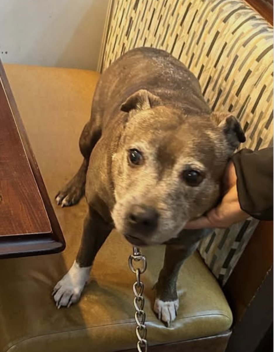 Bruno update : Police have been back in contact. They have a good amount of cctv images and videos now. They’re now trying to locate the person responsible!