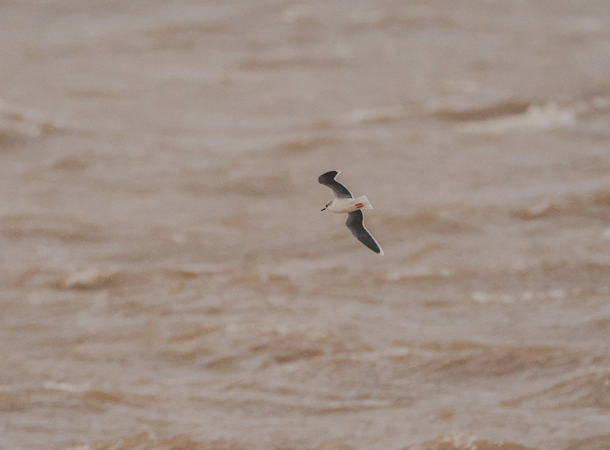 Tom Collier tweet media