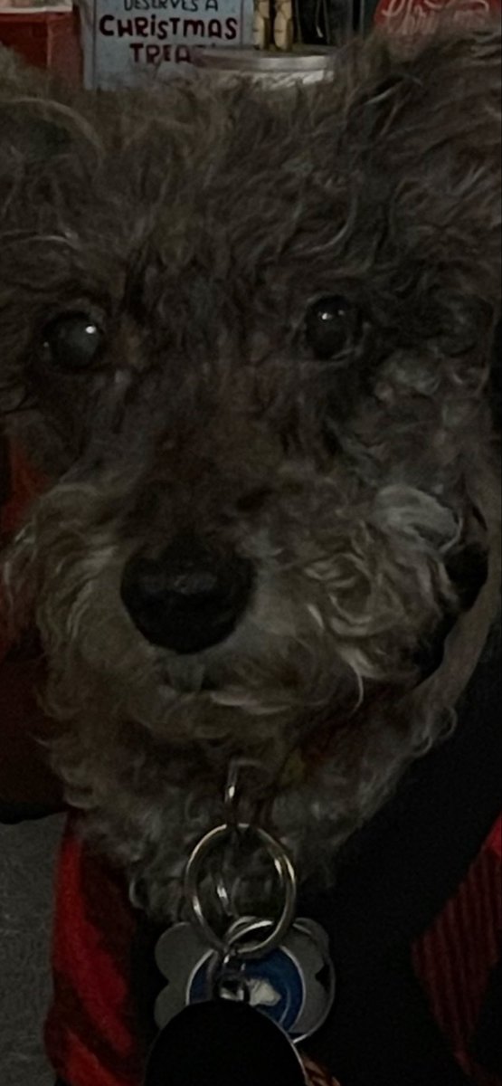 MMullunigan's tweet image. Hi fends are u ready for the snow storm? My hoomans have plenty of treats &amp;amp; food for me, when u get supplies think of us too woof. A member if you’re cold us fur babies are too protect our pawsies &amp;amp; dress us warm if you take us outside. #Snowstorm2026 #Schnoodle #TheMoreYouKnow