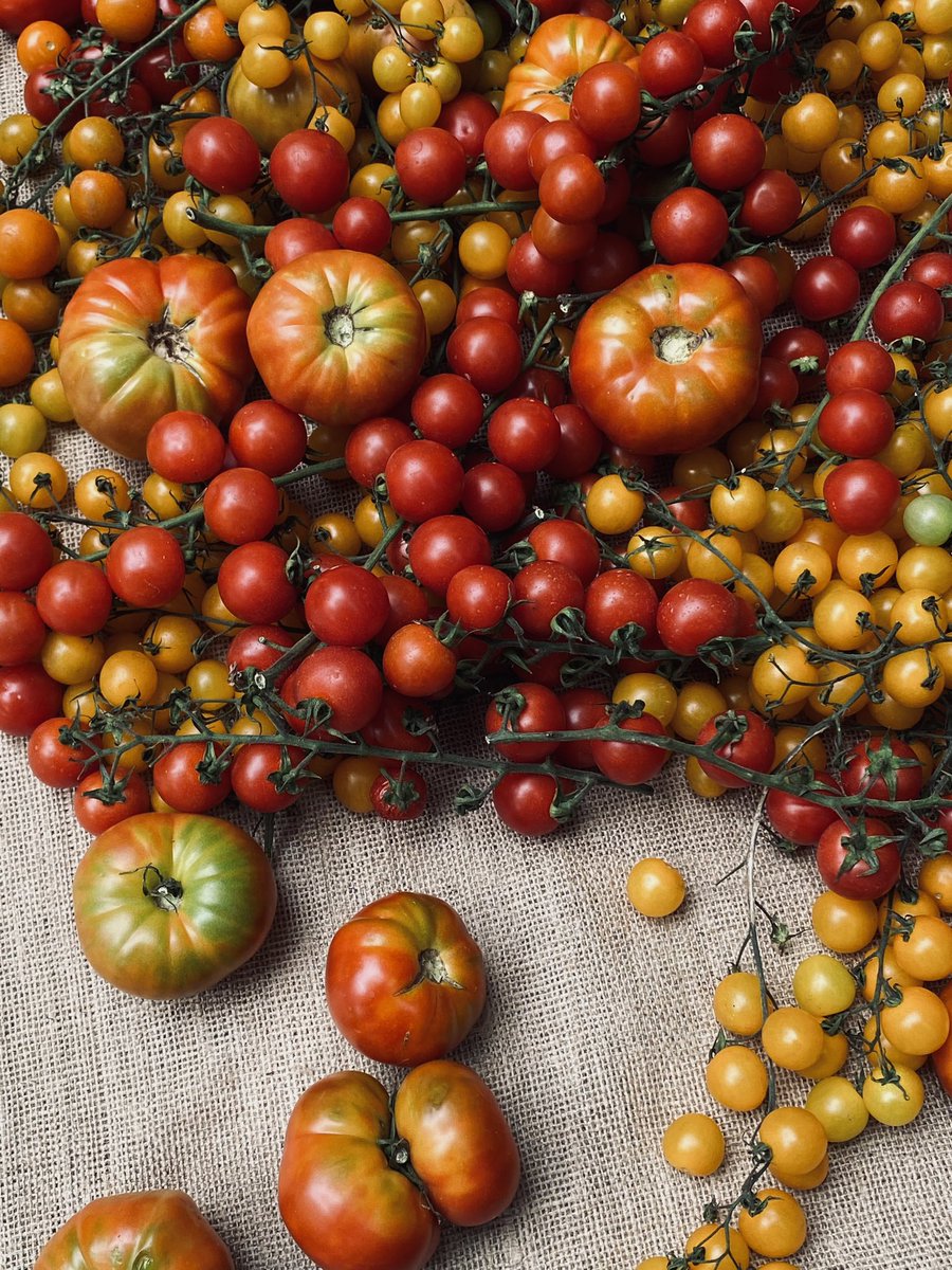 colito 🫠 tweet media