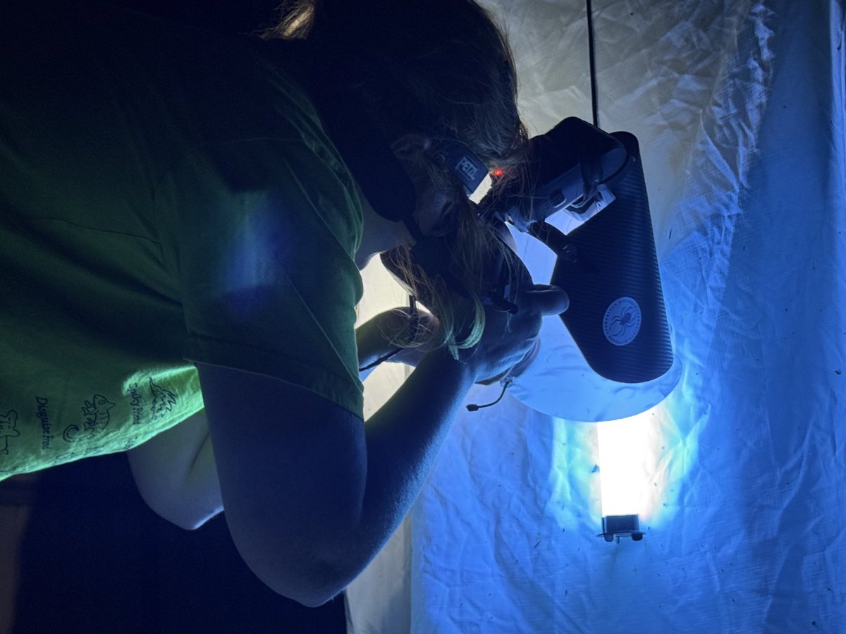 AmberB_C's tweet photo. #BugNerd Saturday night activities …. watching my DIY insect light trap. Pics uploaded on @inaturalist for the bioblitz in memory of Moth Expert Vic Fazio. https://t.co/Z6JlRXoCaz