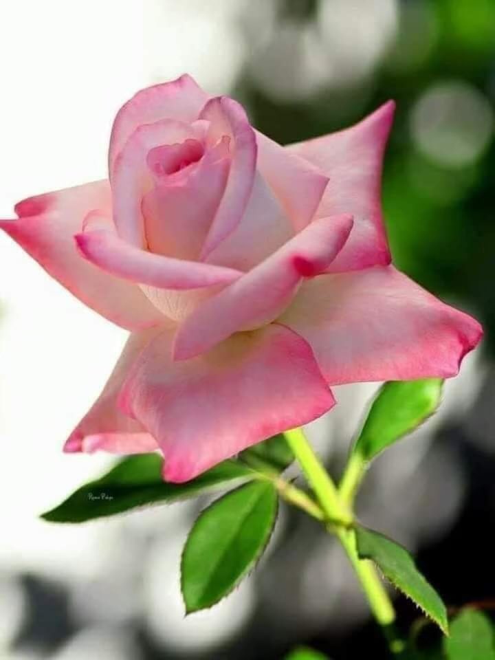 #رسالة_لقلبك 
قال تعالى :
 { الرجال قوّامون على النساء }

هذا خطاب #تگليف لا خطاب #تشريف 

أنتٓ  #قوّام

 لـ تجعلها

سيدة لا خادمة

أنتَ #قوّام 

لـ تجعلها زوجة لا جارية 

أنتَ #قوّام 

لـ تجعلها رفيقة لا تابعة

فـ تأدب مع #الله 

وحافظ على تلك #الأمانة 

 #تهذيب_الذات