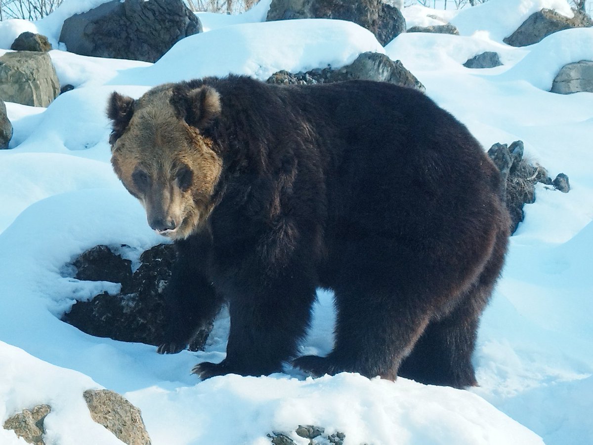 🐻10歳になるんだね✨ お誕生日は休園日だけど、今日のガイドは