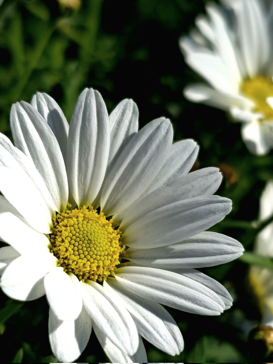 マーガレット 花言葉：恋占い