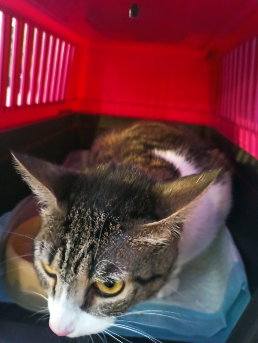 IMPORTANTE: Me pidieron compartir esta gata de aproximadamente 2 años que fue abandonada por un extranjero y se encuentra en búsqueda urgente de un nuevo hogar. Es muy cariñosa, tranquila y está esterlizada. Está actualmente en la comuna de Ñuñoa.

Mas info al MD.