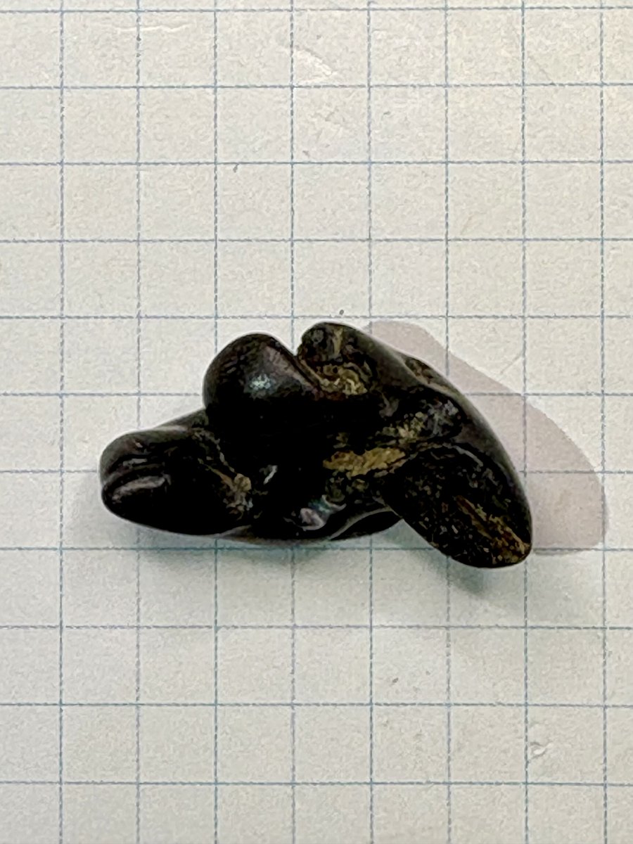 また、状態の良いイルカの耳周骨が見つかりました。 ここ東松山市葛袋