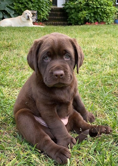 Astronomiaum tweet media