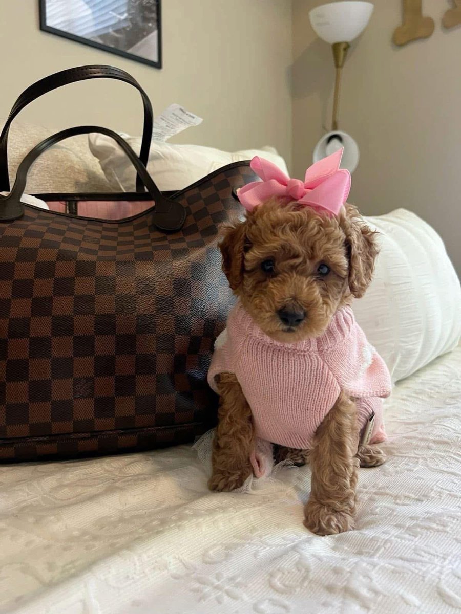 _Mulaamamii's tweet photo. Them: What you want for Valentine’s Day? 

Me: 🥹🎀 https://t.co/oysStIaxej