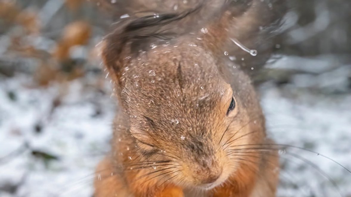 hongjoong as squirrels tweet media