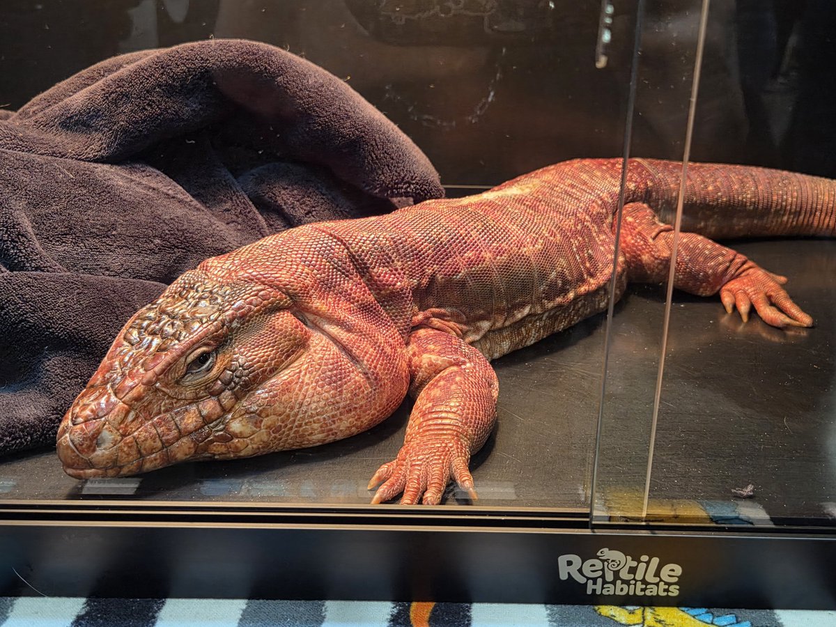 🔥🜏 𝔓𝔢𝔩𝔷𝔦 🜏🔥 🔜 LVFC tweet media