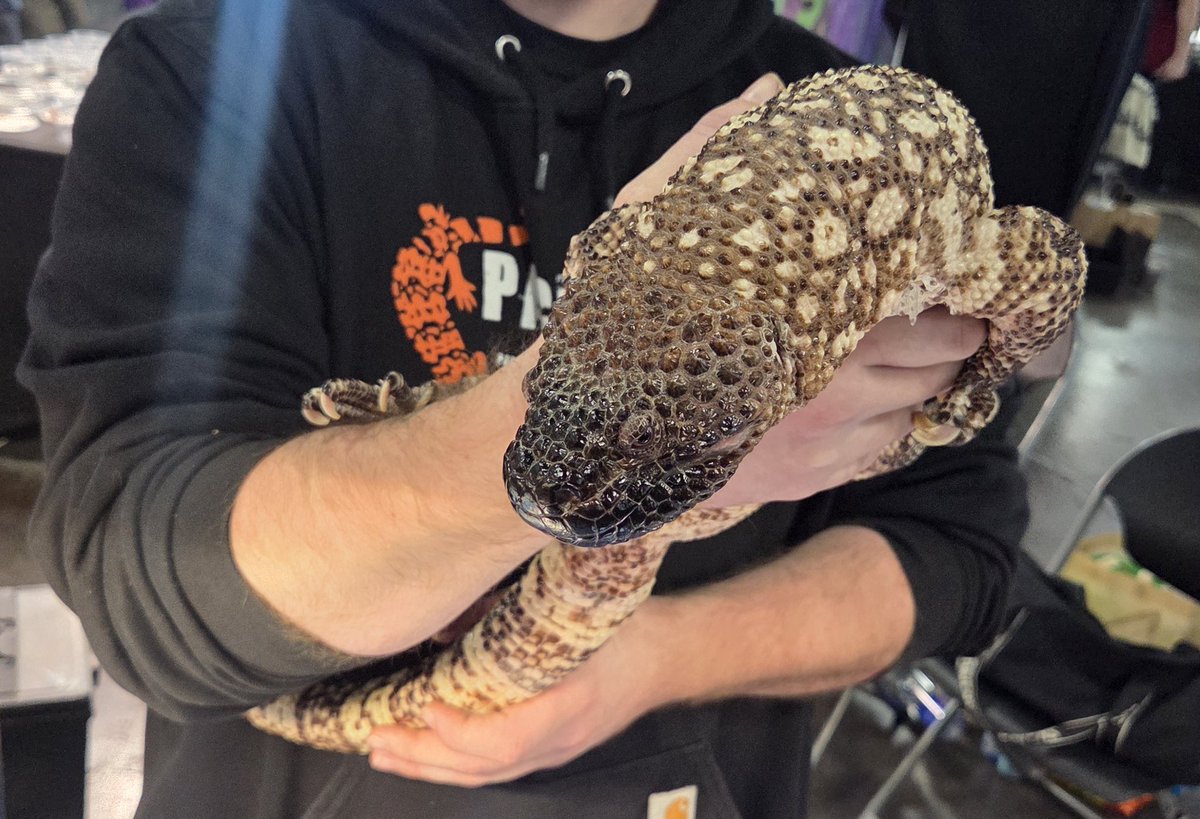 🔥🜏 𝔓𝔢𝔩𝔷𝔦 🜏🔥 🔜 LVFC tweet media