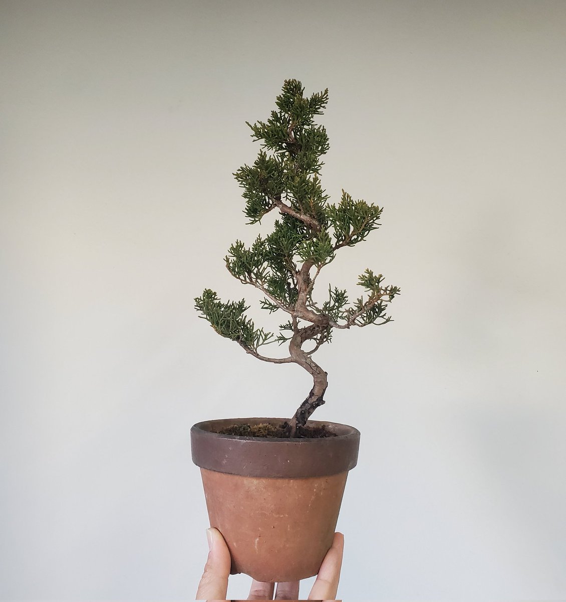 UGCの年末バーゲンで購入した真柏に針金をかけておいた 細かいところは