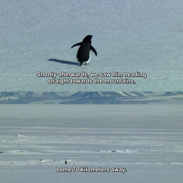 Penguin Fund tweet media