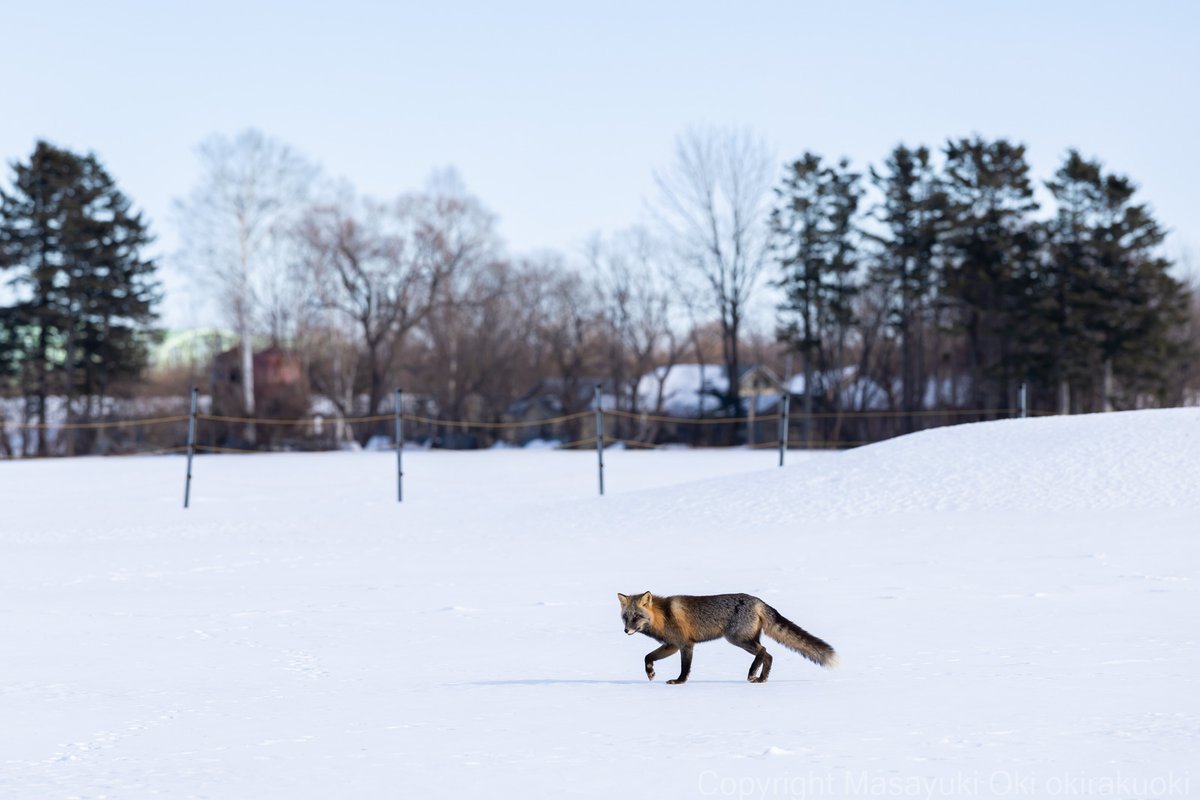冬狐＊即購入OK Post by 猫写真家 沖 昌之 (MASAYUKI OKI) on X: 十字きつねさん。