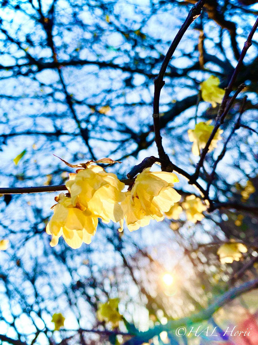 HALHoriiart's tweet image. 蝋梅花🌼🌅roubai
#flower #nature
#NaturePhotography