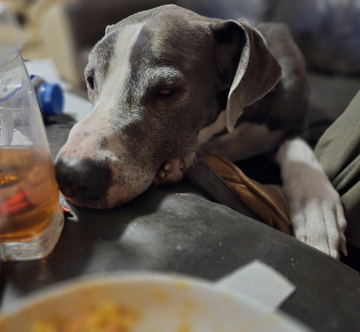 Kanethedane10's tweet photo. The progression of today's dinner with dad. Its pork paprikash edition, and this is my typical behaviour. Start at a distance, look uninterested and then move in with the eyes.... 😋 #dogs #dogsoftwitter #dogsofx #dinnerwithdad https://t.co/yoFB8WdPOZ