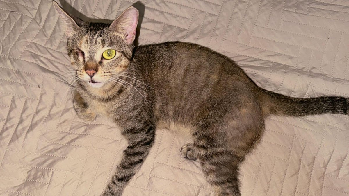 La gata pirata.❤️