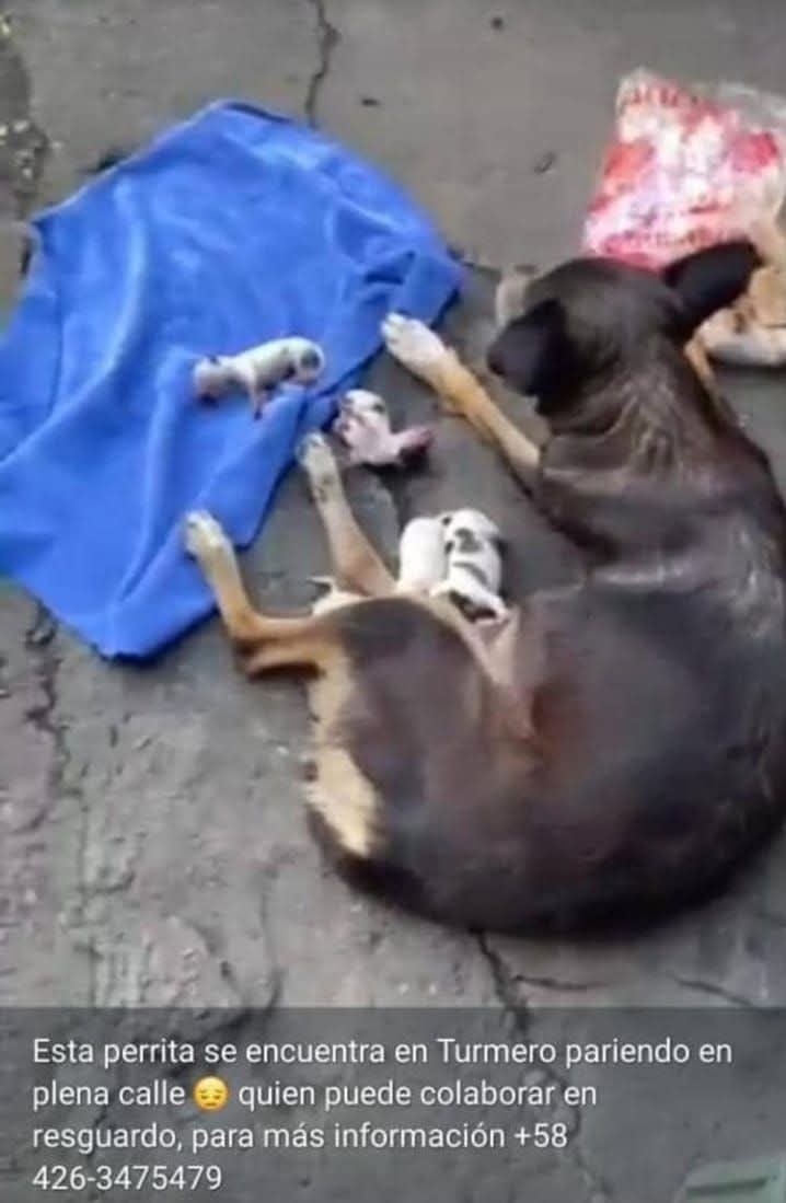 PerroUsuario's tweet image. URGE resguardo para esta familia perruna, Turmero