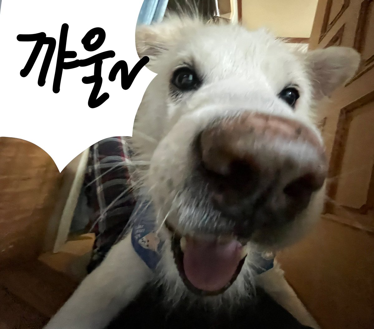 사람들은 모르겠지  
코가 진짜로 두쫀쿠만하다는걸