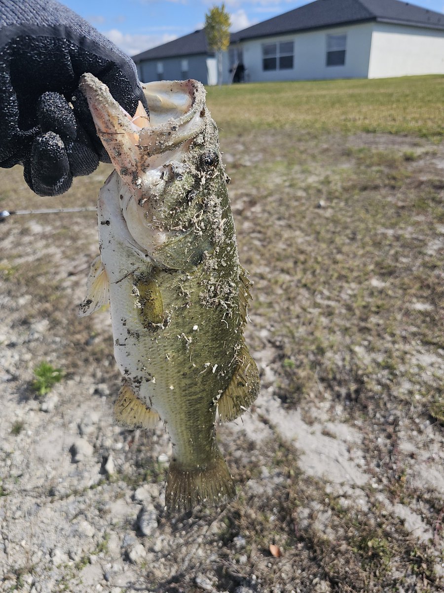 janxon007's tweet photo. Our bait shop was somehow out of live shrimp today so we didn't take the boat fishing. Caught some bass in the community pond instead. Someone said it's cold outside, 85 degrees here in SWFL today. https://t.co/t2kbIboGcz