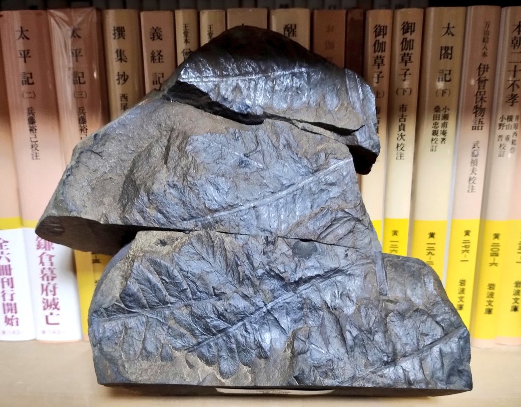 石友さんからプレゼントして頂いた国産シダ化石の標本。実は石採取に