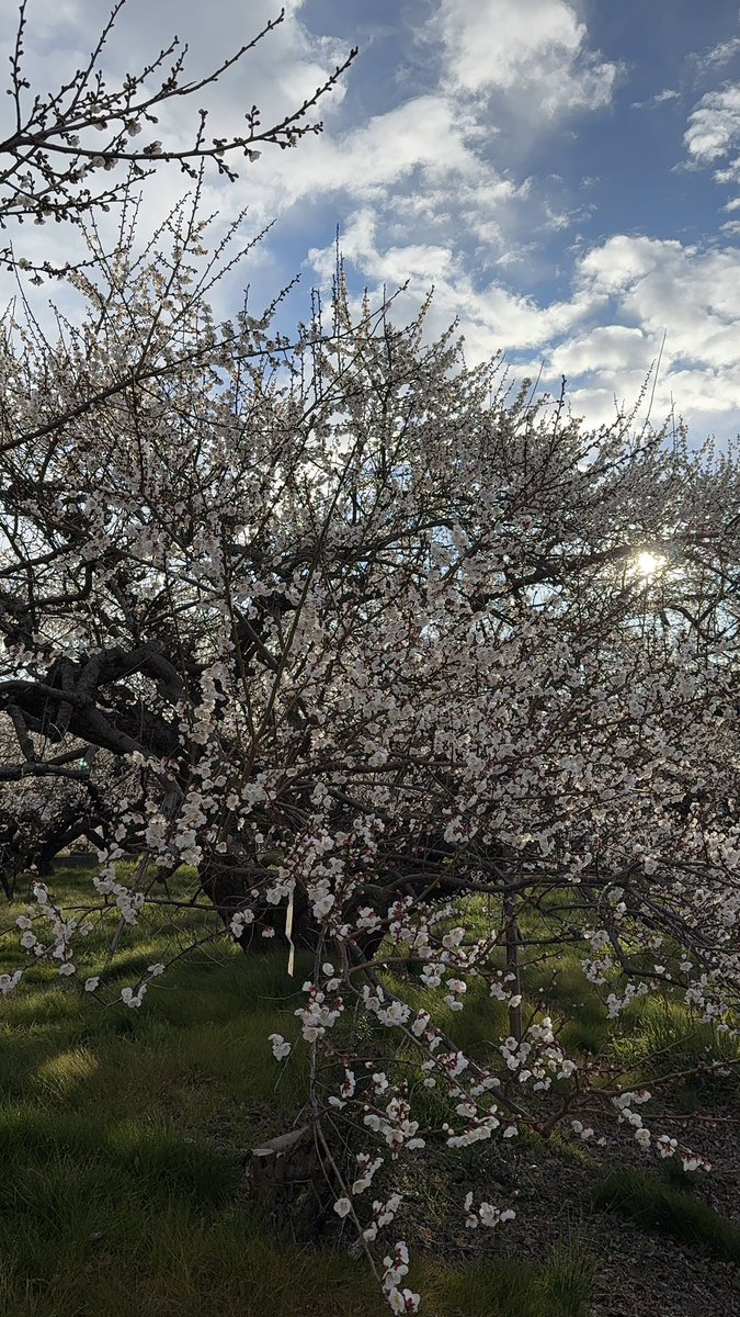 Freedom0310Ms's tweet photo. おはようございます☀ https://t.co/OqYT0gWozd